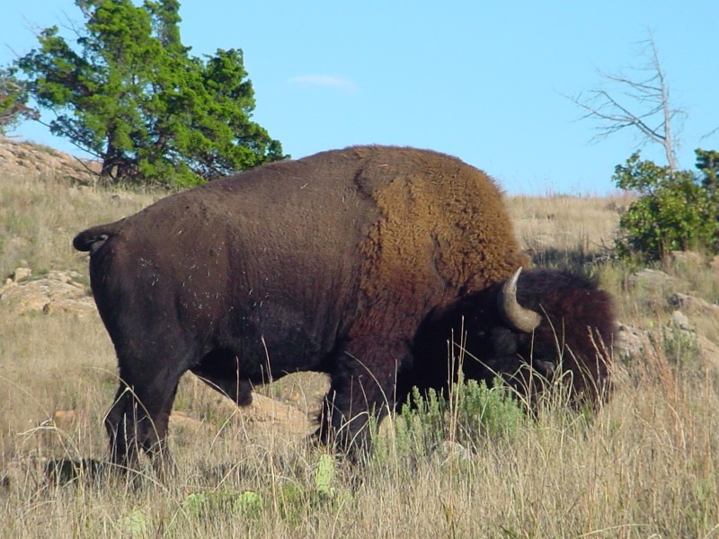 Wichita Mountains, Nov. 2004