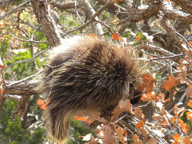 Wichita Mountains, November 08, 2009